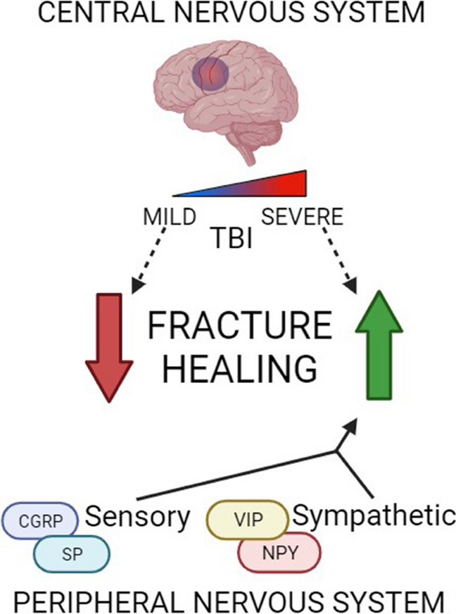 Do Not Lose Your Nerve, Be Callus: Insights Into Neural Regulation of Fracture Healing
