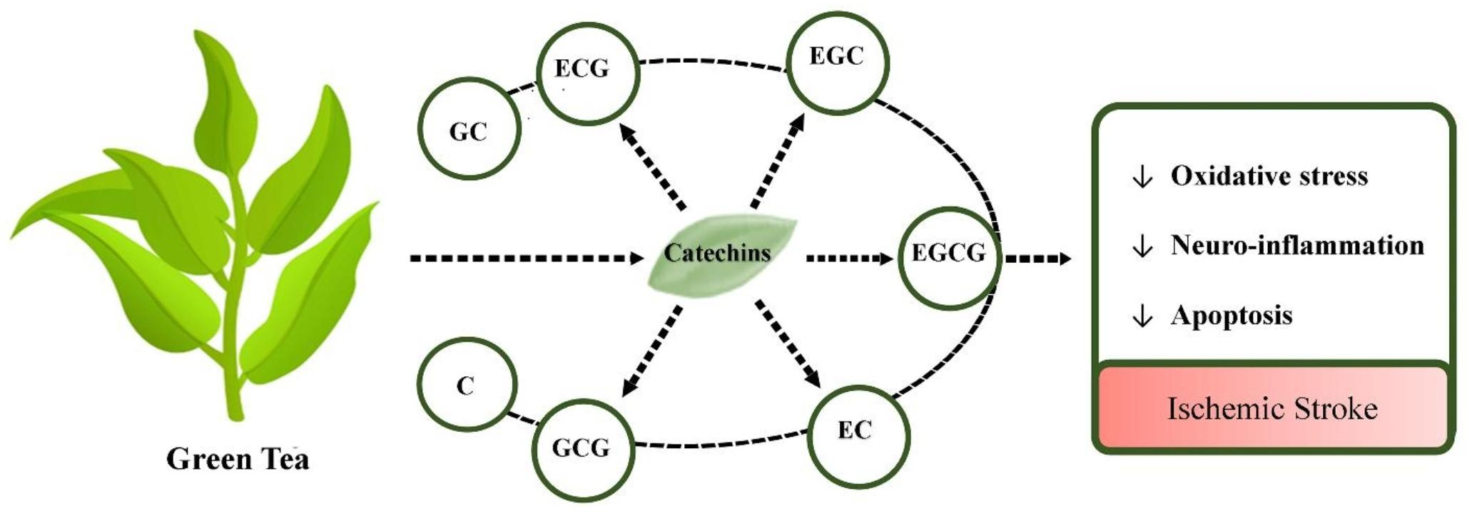 Therapeutic potentialities of green tea (Camellia sinensis) in ischemic stroke: biochemical and molecular evidence