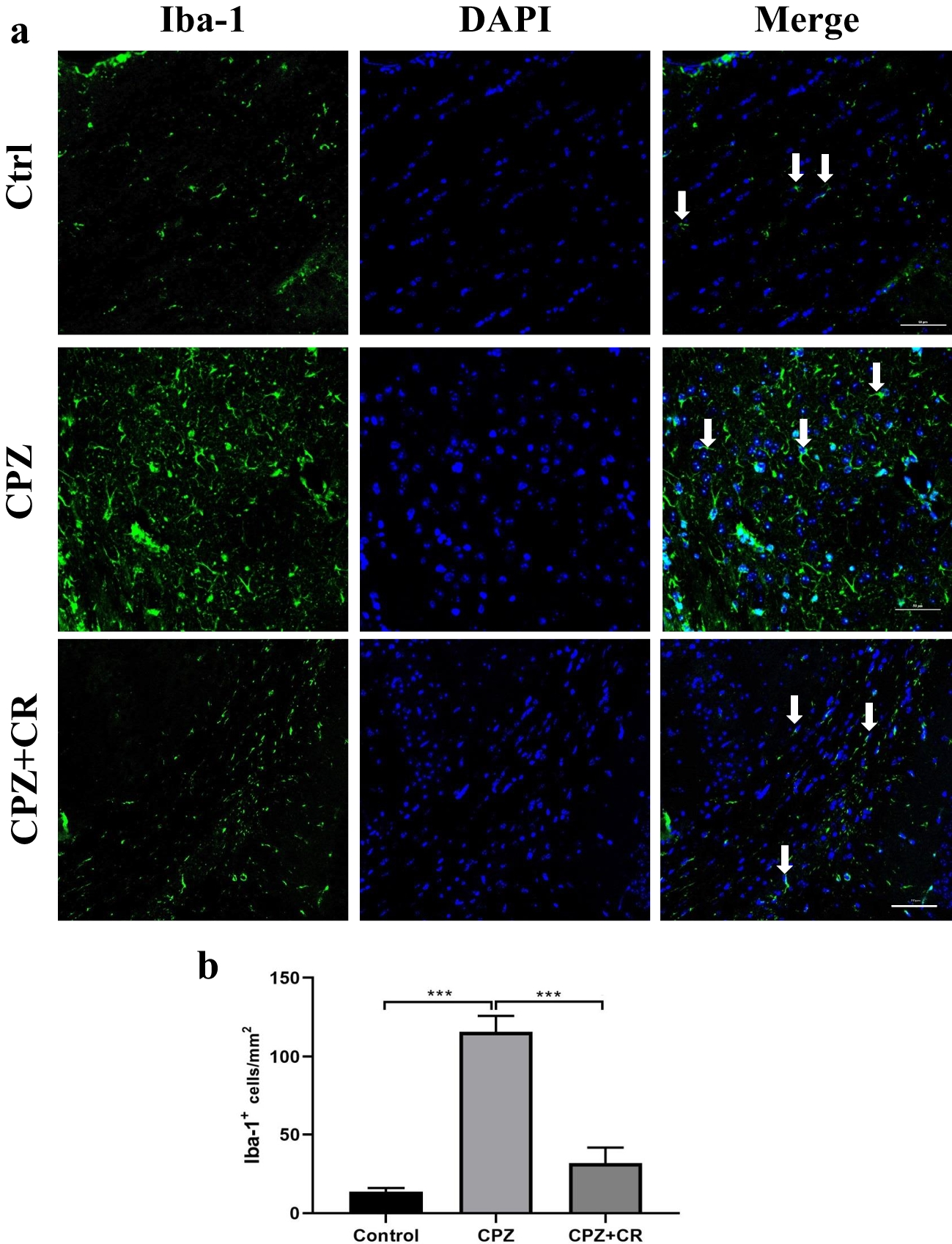Correction to: Calorie restriction promotes remyelination in a Cuprizone-Induced demyelination mouse model of multiple sclerosis