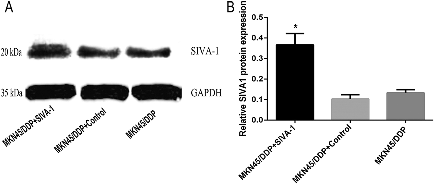 Correction: Lentivirus-Mediated Overexpression of SIVA-1 Reverses Cisplatin Resistance in Gastric Cancer in vitro