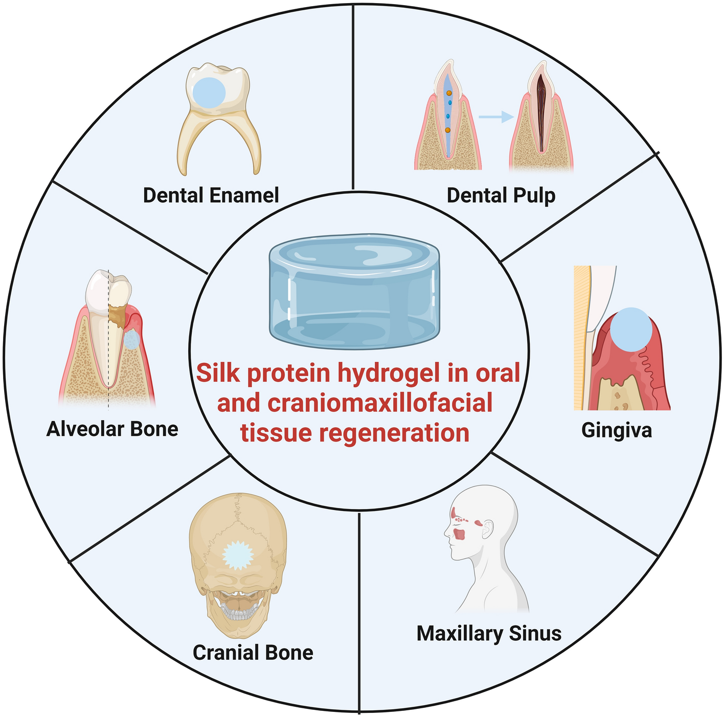 Cross-Linking Methods of the Silk Protein Hydrogel in Oral and Craniomaxillofacial Tissue Regeneration