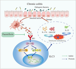 Paeoniflorin ameliorates chronic colitis via the DR3 signaling pathway in group 3 innate lymphoid cells