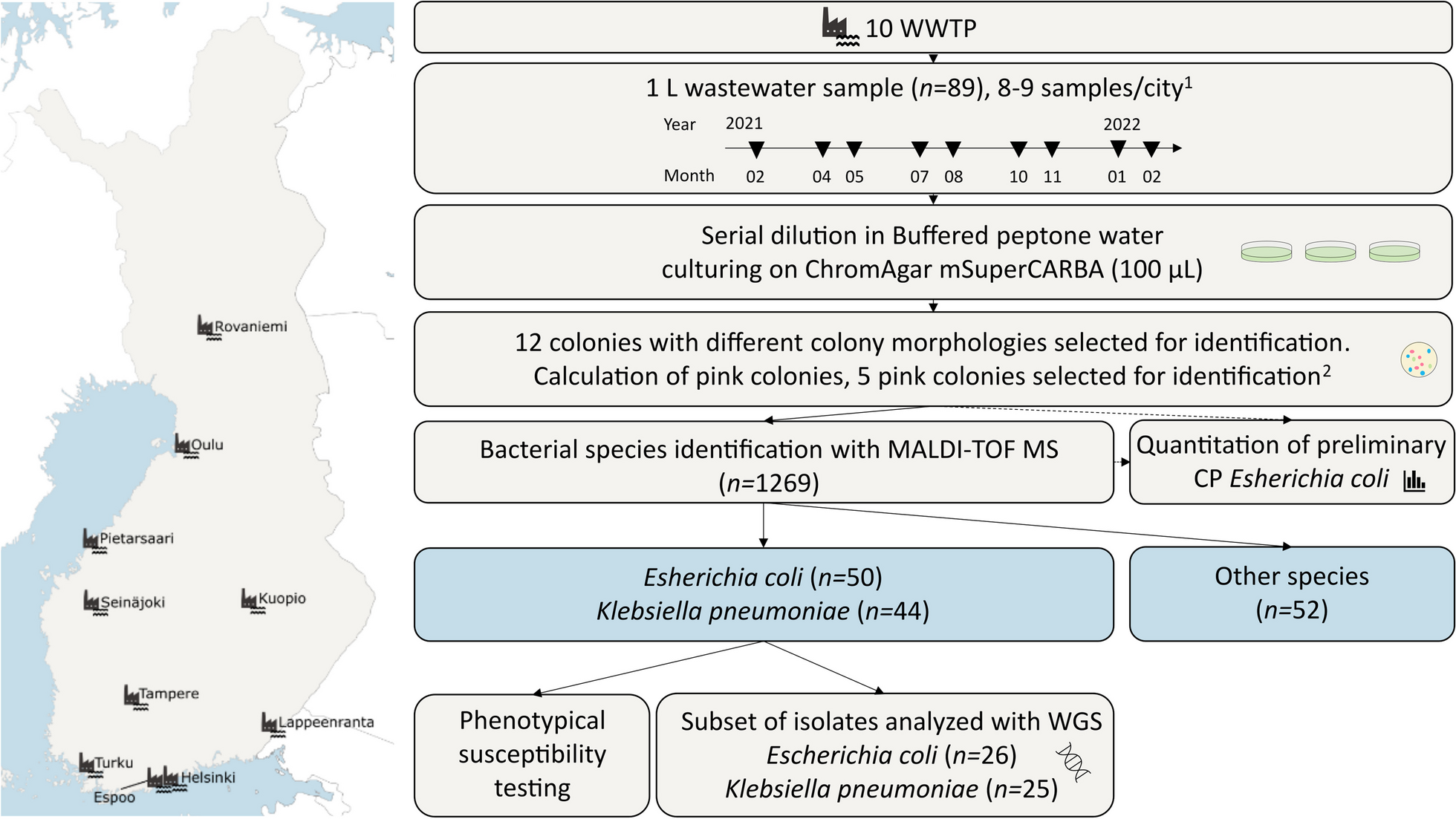 Clinically relevant sequence types of carbapenemase-producing Escherichia coli and Klebsiella pneumoniae detected in Finnish wastewater in 2021–2022