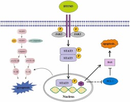 IFITM3 mediates inflammation induced myocardial injury through JAK2/STAT3 signaling pathway