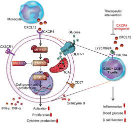 CXCL12-CXCR4 mediates CD57+ CD8+ T cell responses in the progression of type 1 diabetes