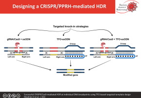 Successful CRISPR/Cas9-mediated HDR at individual DNA breakpoints using TFO-based targeted template design