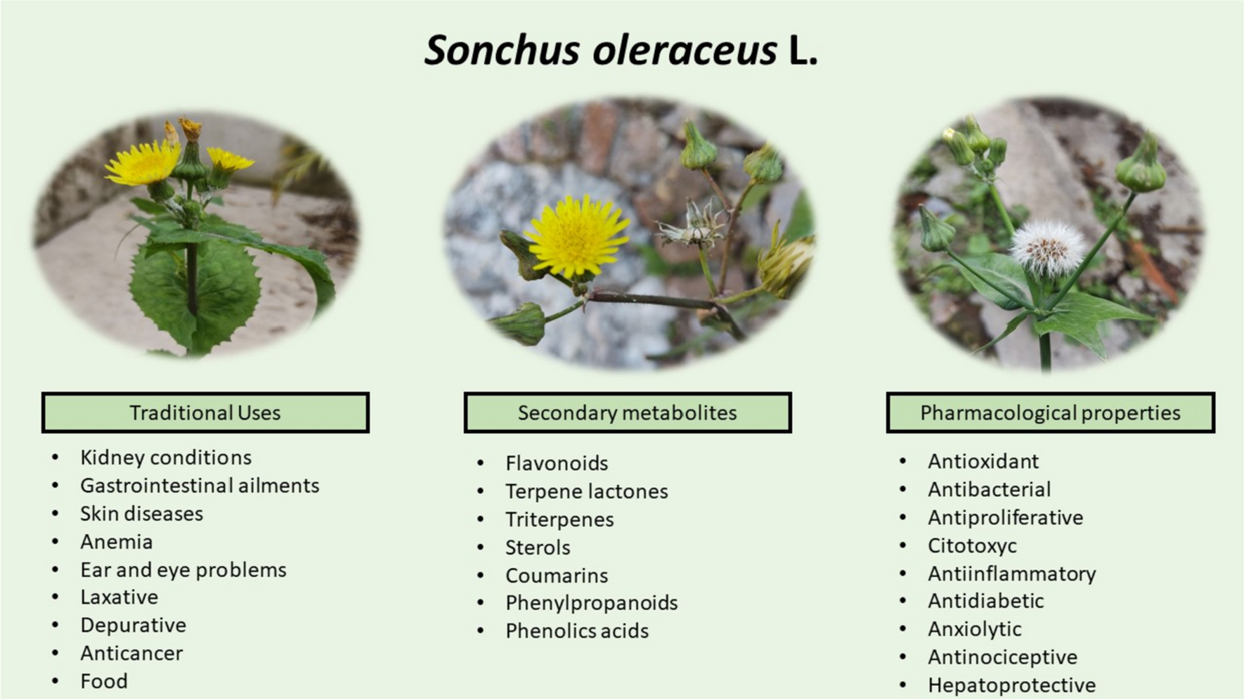 Sonchus oleraceus L.: ethnomedical, phytochemical and pharmacological aspects