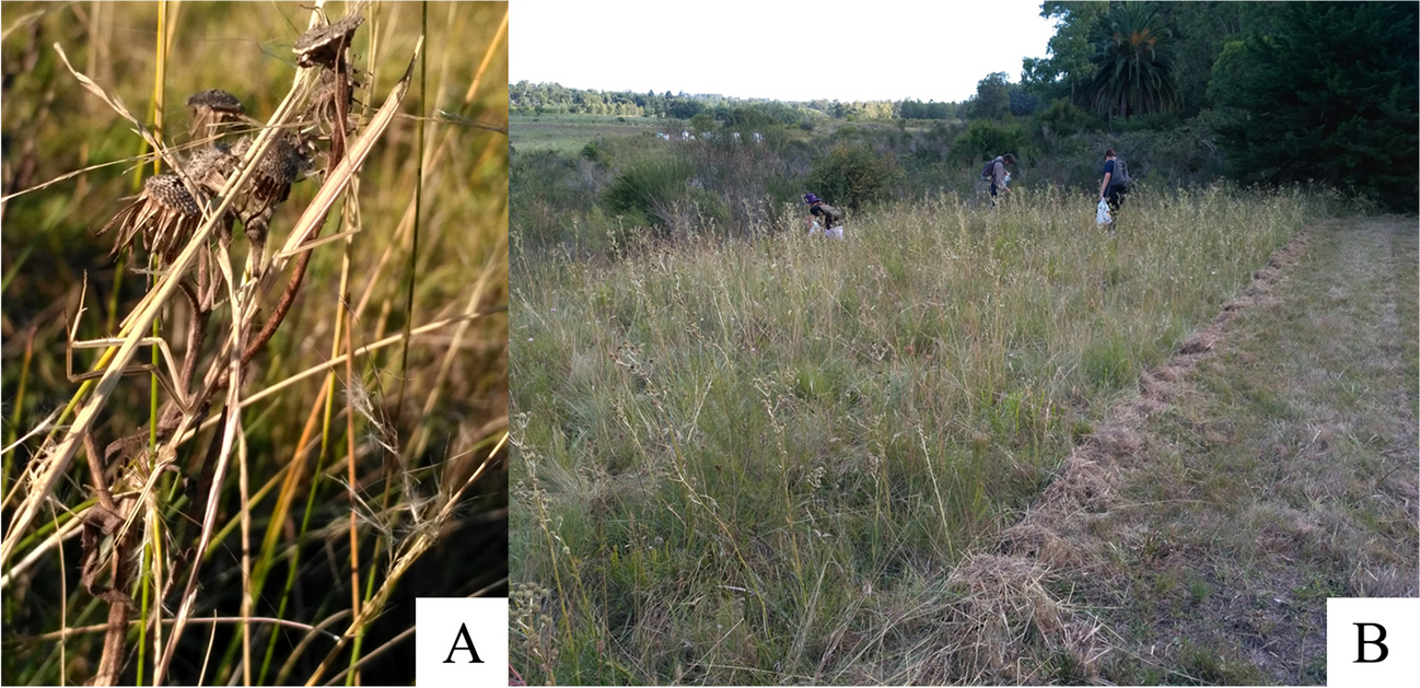 Amazons Are Back: Absence of Males in a Praying Mantis from Uruguayan Savannas