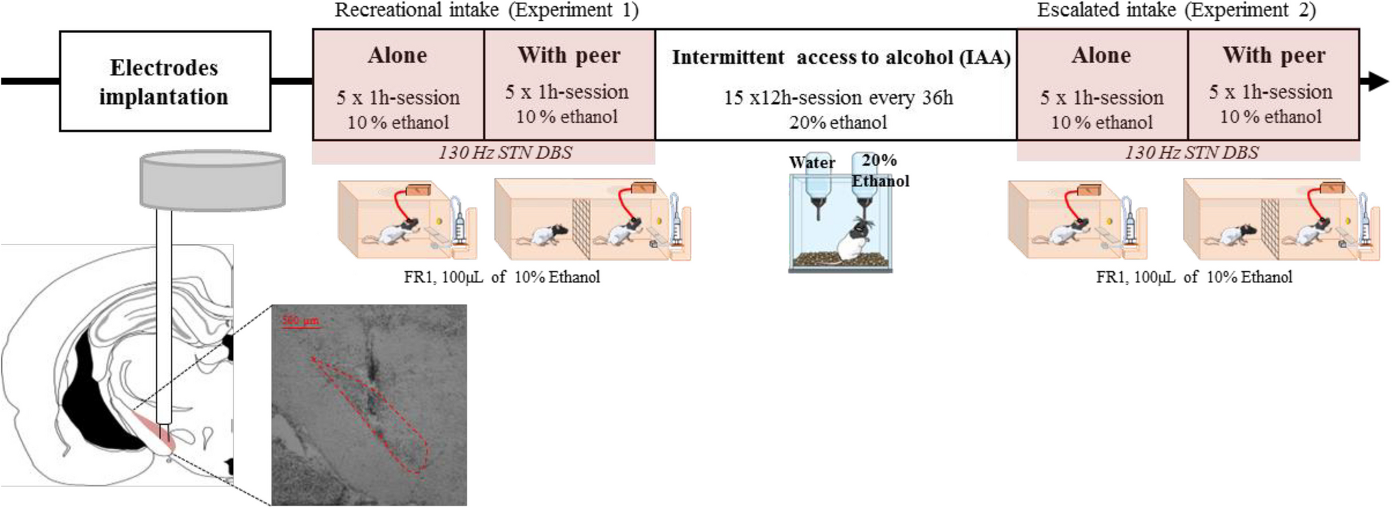 Subthalamic high-frequency deep brain stimulation reduces addiction-like alcohol use and the possible negative influence of a peer presence