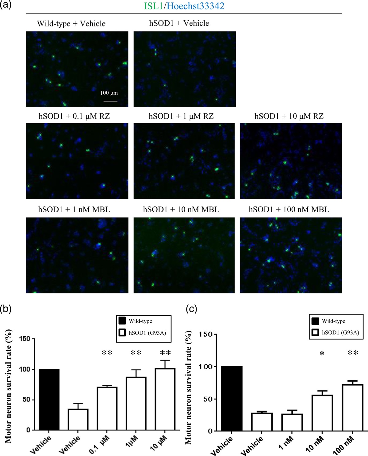 Methylcobalamin prevents mutant superoxide dismutase-1-induced motor neuron death in vitro: Erratum