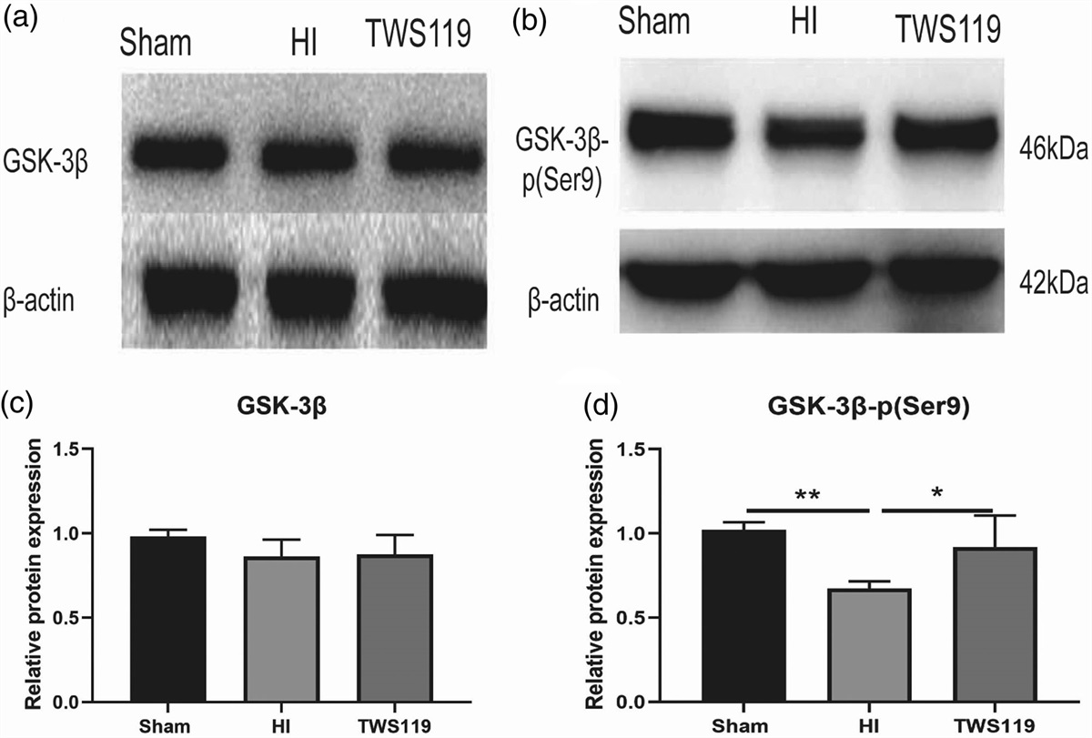 GSK-3β inhibitor TWS119 promotes neuronal differentiation after hypoxic-ischemic brain damage in neonatal rats