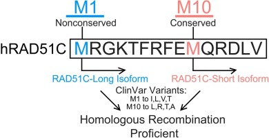 Variants in the first methionine of RAD51C are homologous recombination proficient due to an alternative start site