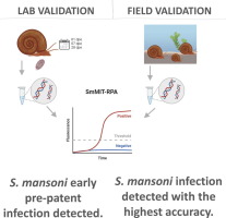 Laboratory and field validation of the recombinase polymerase amplification assay targeting the Schistosoma mansoni mitochondrial minisatellite region (SmMIT-RPA) for snail xenomonitoring for schistosomiasis
