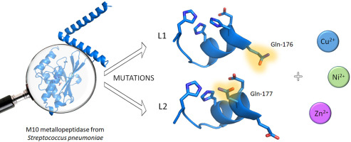 Determination of the role of specific amino acids in the binding of Zn(II), Ni(II), and Cu(II) to the active site of the M10 family metallopeptidase