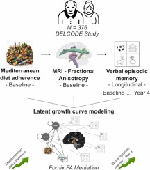 Fornix fractional anisotropy mediates the association between Mediterranean diet adherence and memory four years later in older adults without dementia