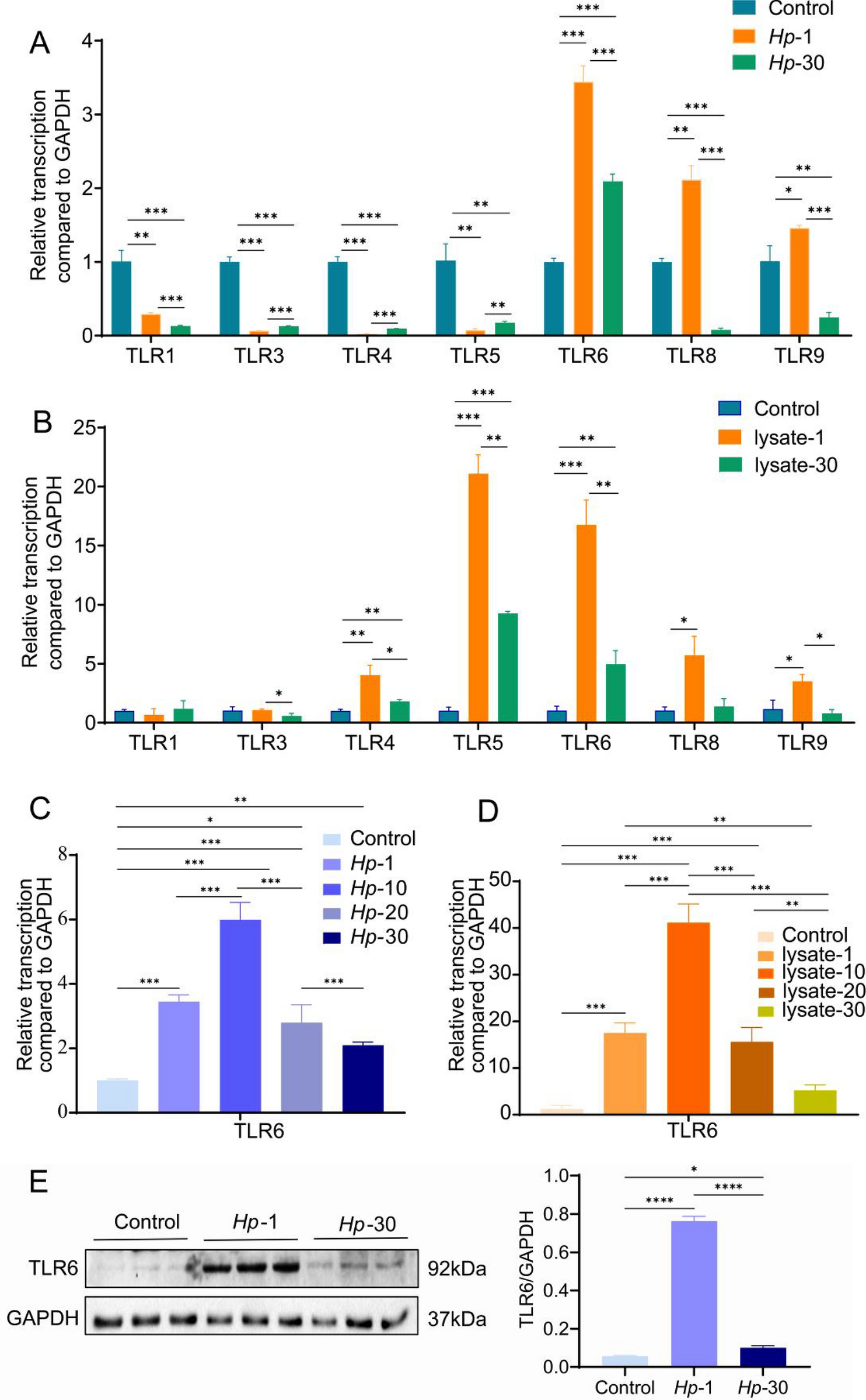 Sustained exposure to Helicobacter pylori induces immune tolerance by desensitizing TLR6