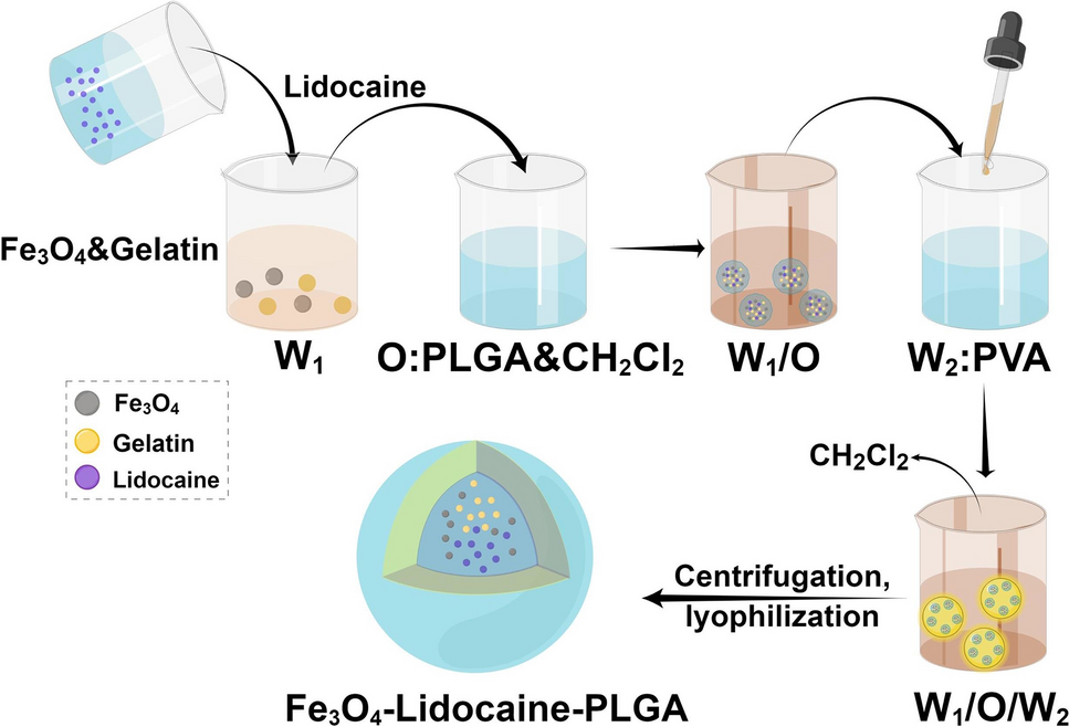 Targeted local anesthesia: a novel slow-release Fe3O4–lidocaine–PLGA microsphere endowed with a magnetic targeting function