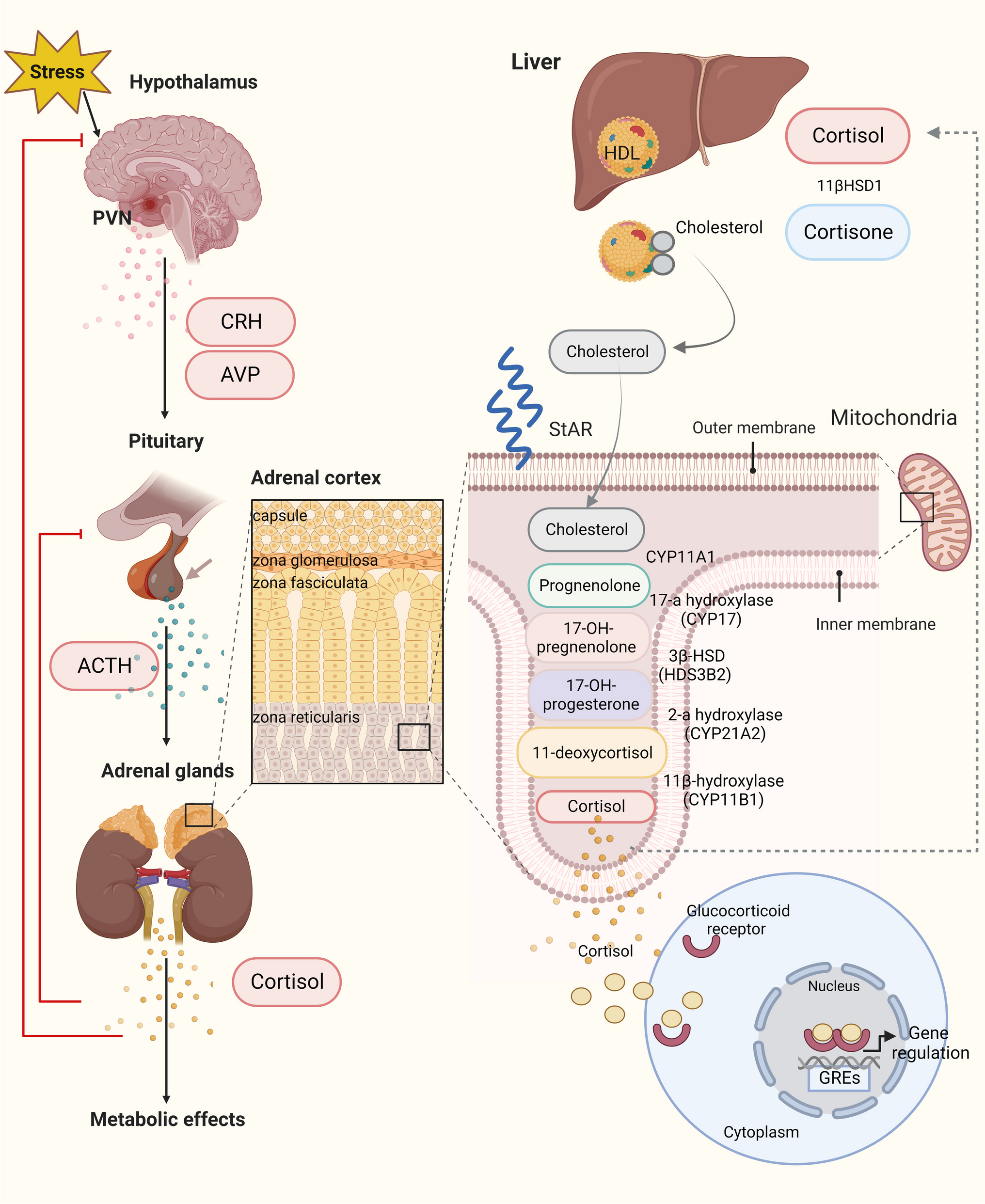 Adrenal insufficiency in liver diseases - pathophysiology and underlying mechanisms