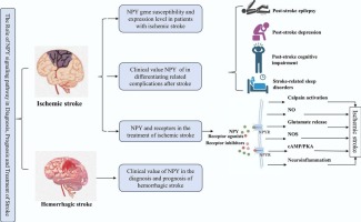 The role of NPY signaling pathway in diagnosis, prognosis and treatment of stroke