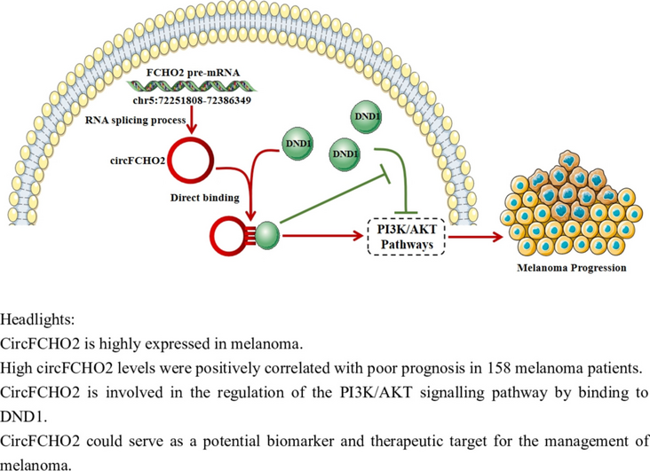 Circular RNA circFCHO2(hsa_circ_0002490) promotes the proliferation of melanoma by directly binding to DND1