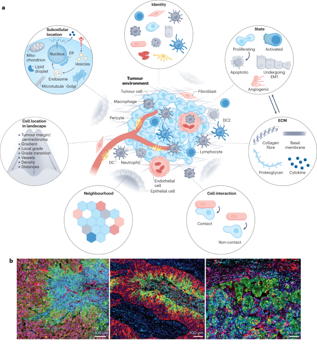 Multiplex protein imaging in tumour biology