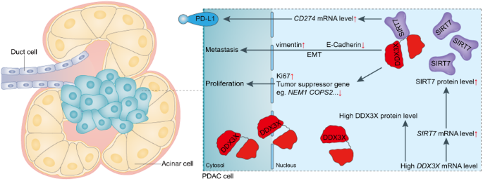 DDX3X interacts with SIRT7 to promote PD-L1 expression to facilitate PDAC progression