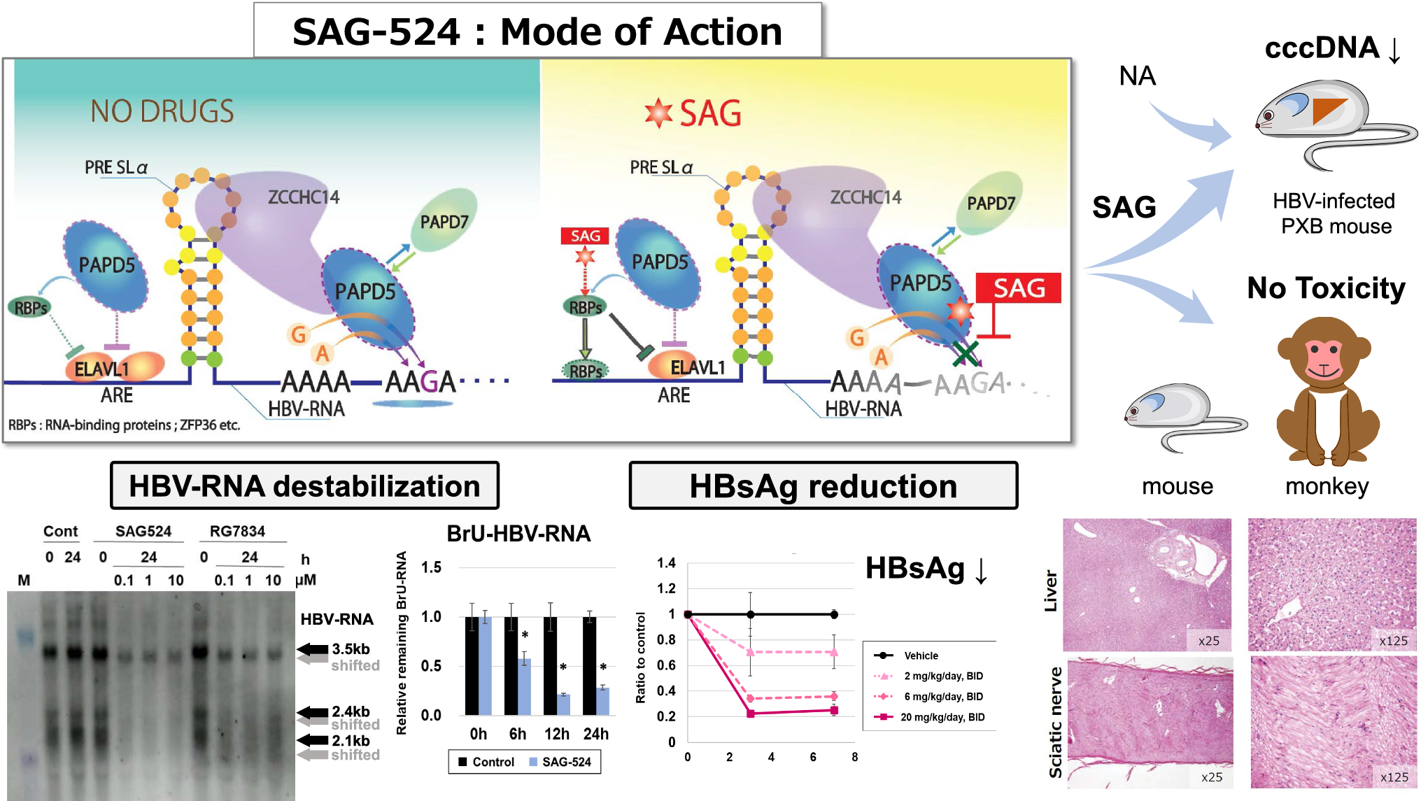 A novel, small anti-HBV compound reduces HBsAg and HBV-DNA by destabilizing HBV-RNA