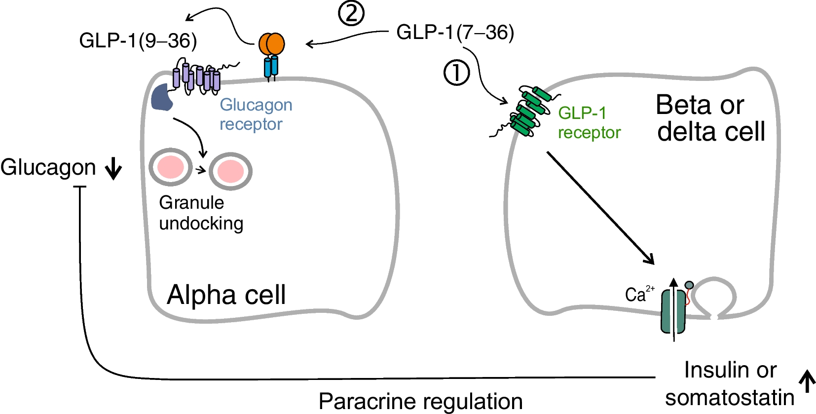 GLP-1 metabolite GLP-1(9–36) is a systemic inhibitor of mouse and human pancreatic islet glucagon secretion