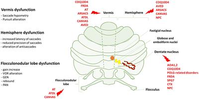 Autosomal recessive cerebellar ataxias: a diagnostic classification approach according to ocular features