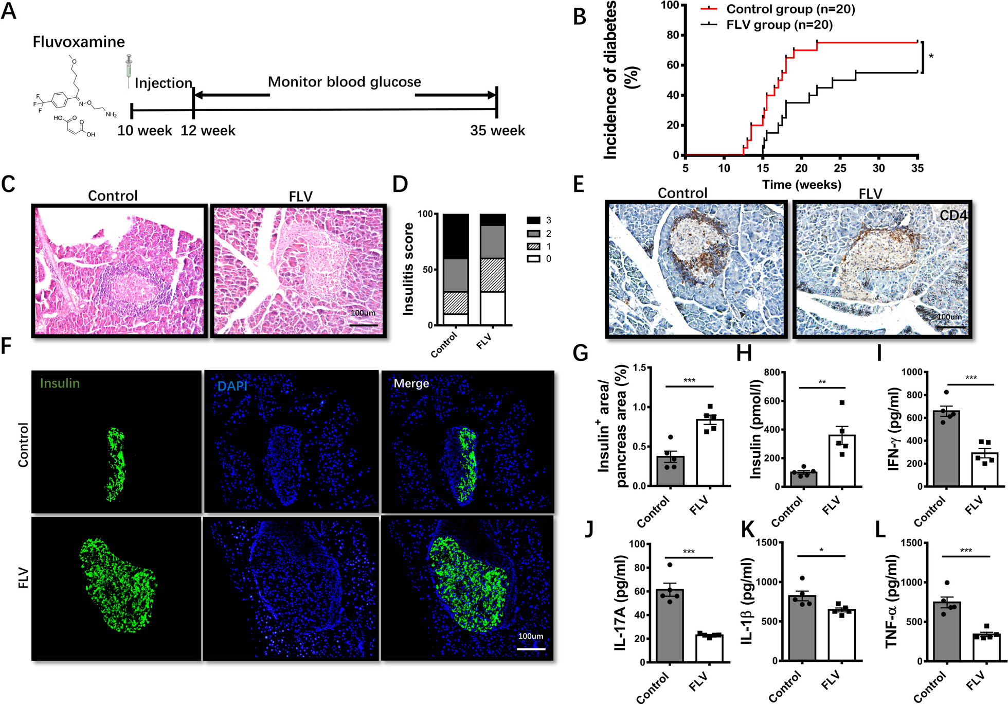 Fluvoxamine inhibits Th1 and Th17 polarization and function by repressing glycolysis to attenuate autoimmune progression in type 1 diabetes