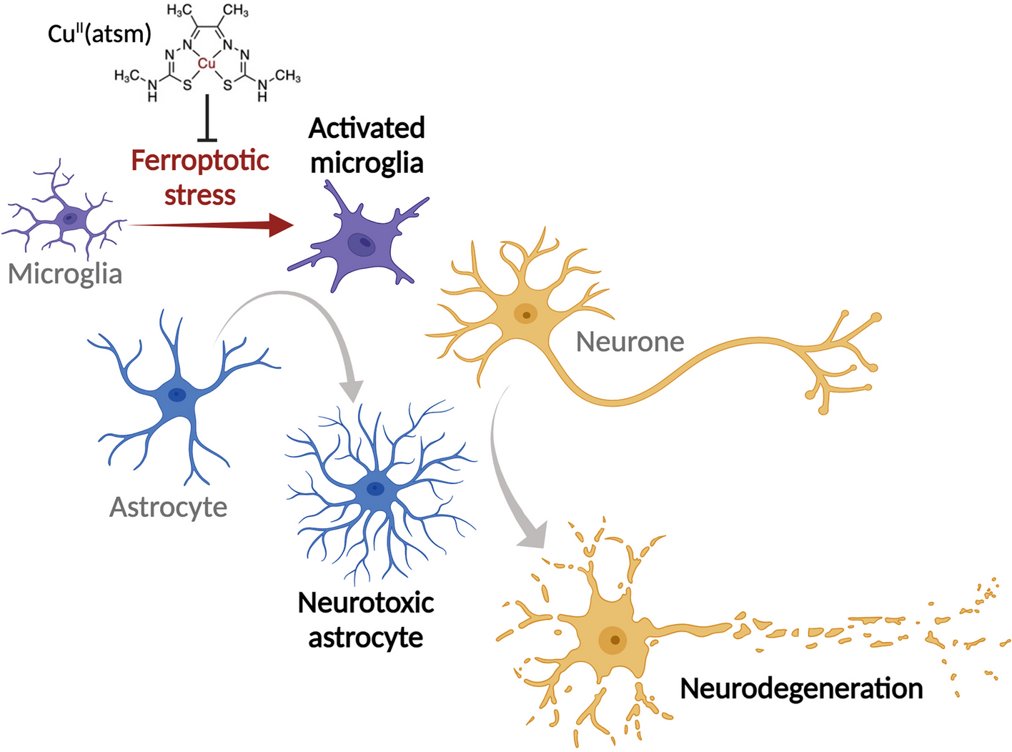 Microglial ferroptotic stress causes non-cell autonomous neuronal death