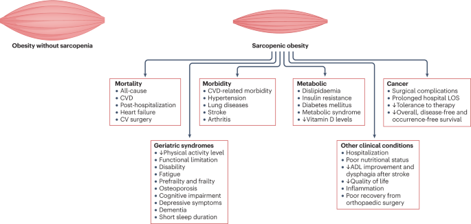 Sarcopenic obesity in older adults: a clinical overview