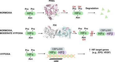 Biochemistry of the hypoxia-inducible factor hydroxylases