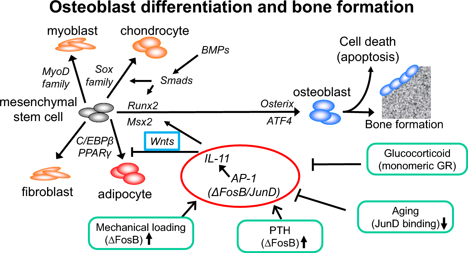 Bone–fat linkage via interleukin-11 in response to mechanical loading