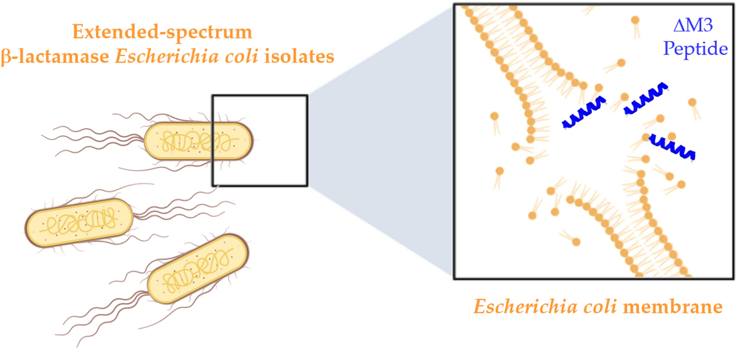 Study of the Membrane Activity of the Synthetic Peptide ∆M3 Against Extended-Spectrum β-lactamase Escherichia coli Isolates