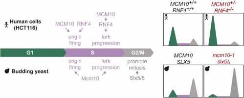 RNF4 prevents genomic instability caused by chronic DNA under-replication