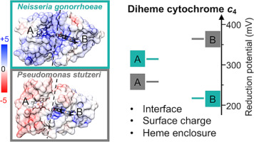 The structure of the diheme cytochrome c4 from Neisseria gonorrhoeae reveals multiple contributors to tuning reduction potentials