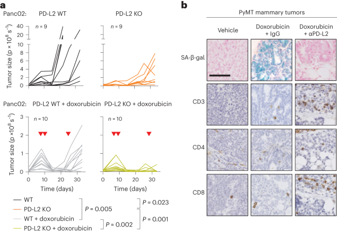 PD-L2 expression in senescent cancer cells limits tumor clearance after chemotherapy