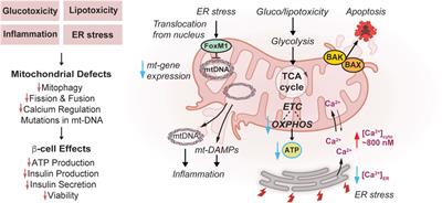 Mitochondrial bioenergetics, metabolism, and beyond in pancreatic β-cells and diabetes