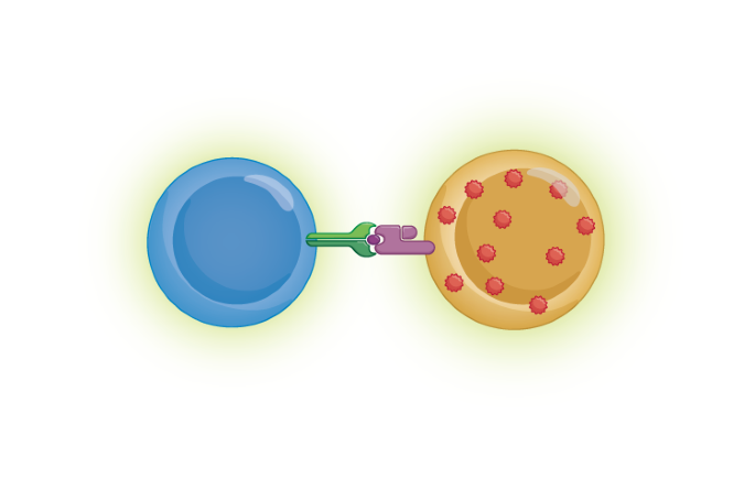 T cells implicate Epstein–Barr virus in multiple sclerosis pathogenesis