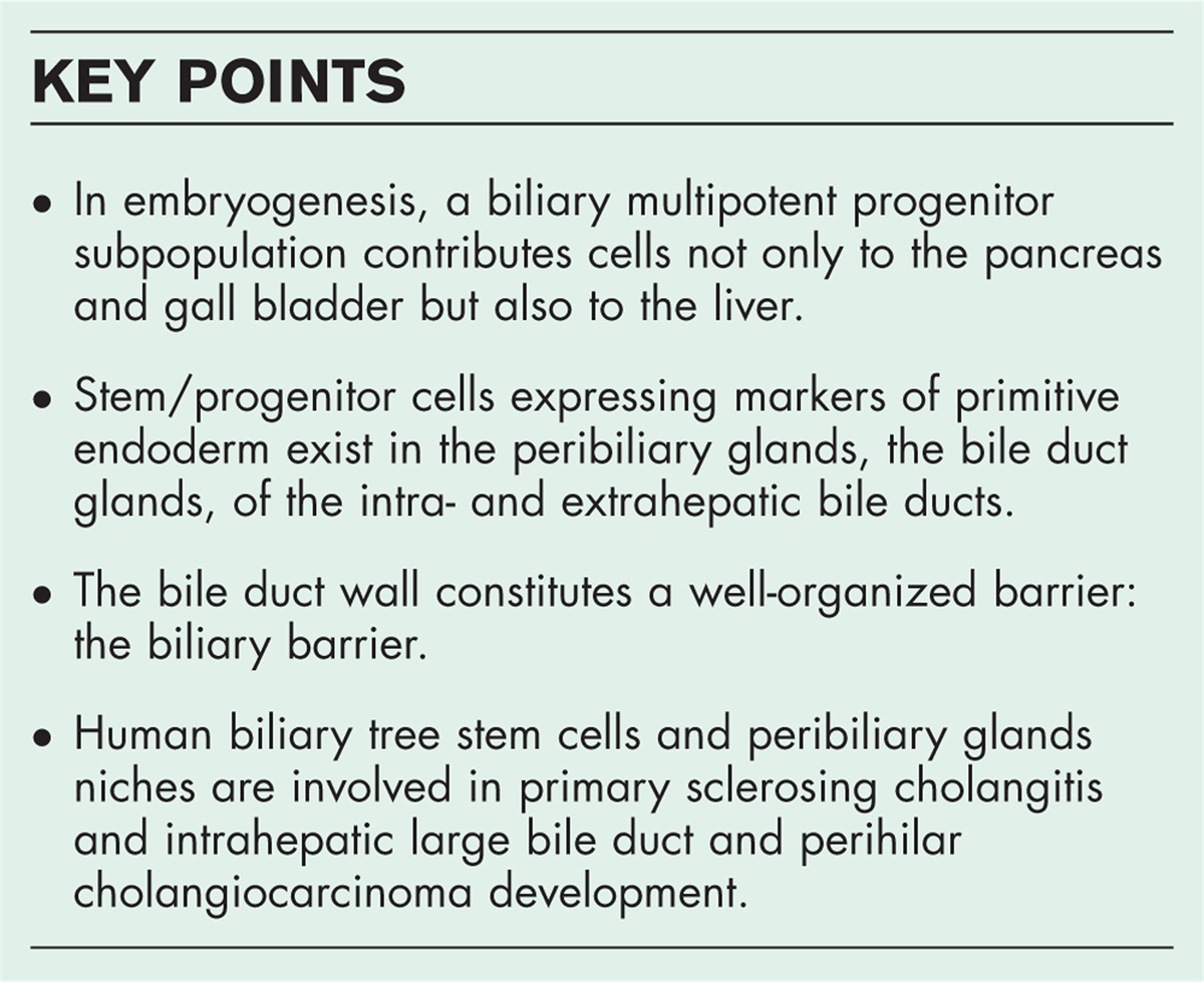 Biliary stem cells in health and cholangiopathies and cholangiocarcinoma