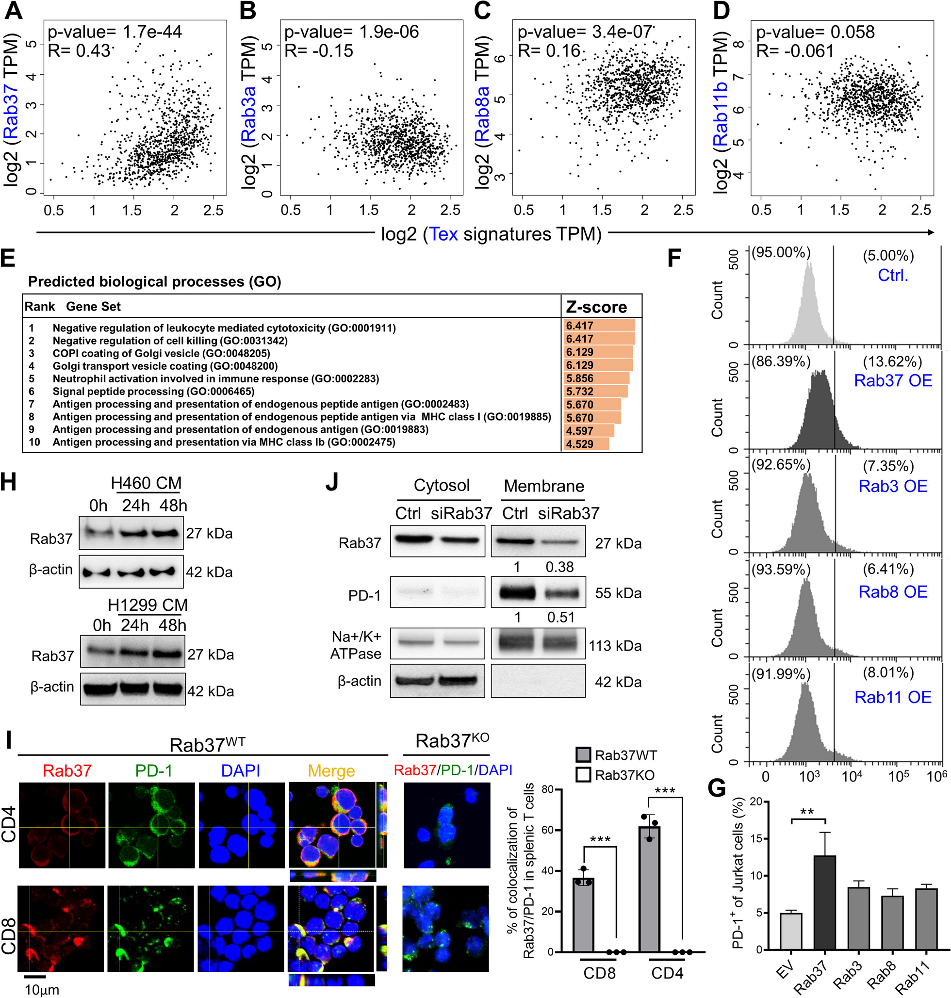 Rab37 mediates trafficking and membrane presentation of PD-1 to sustain T cell exhaustion in lung cancer