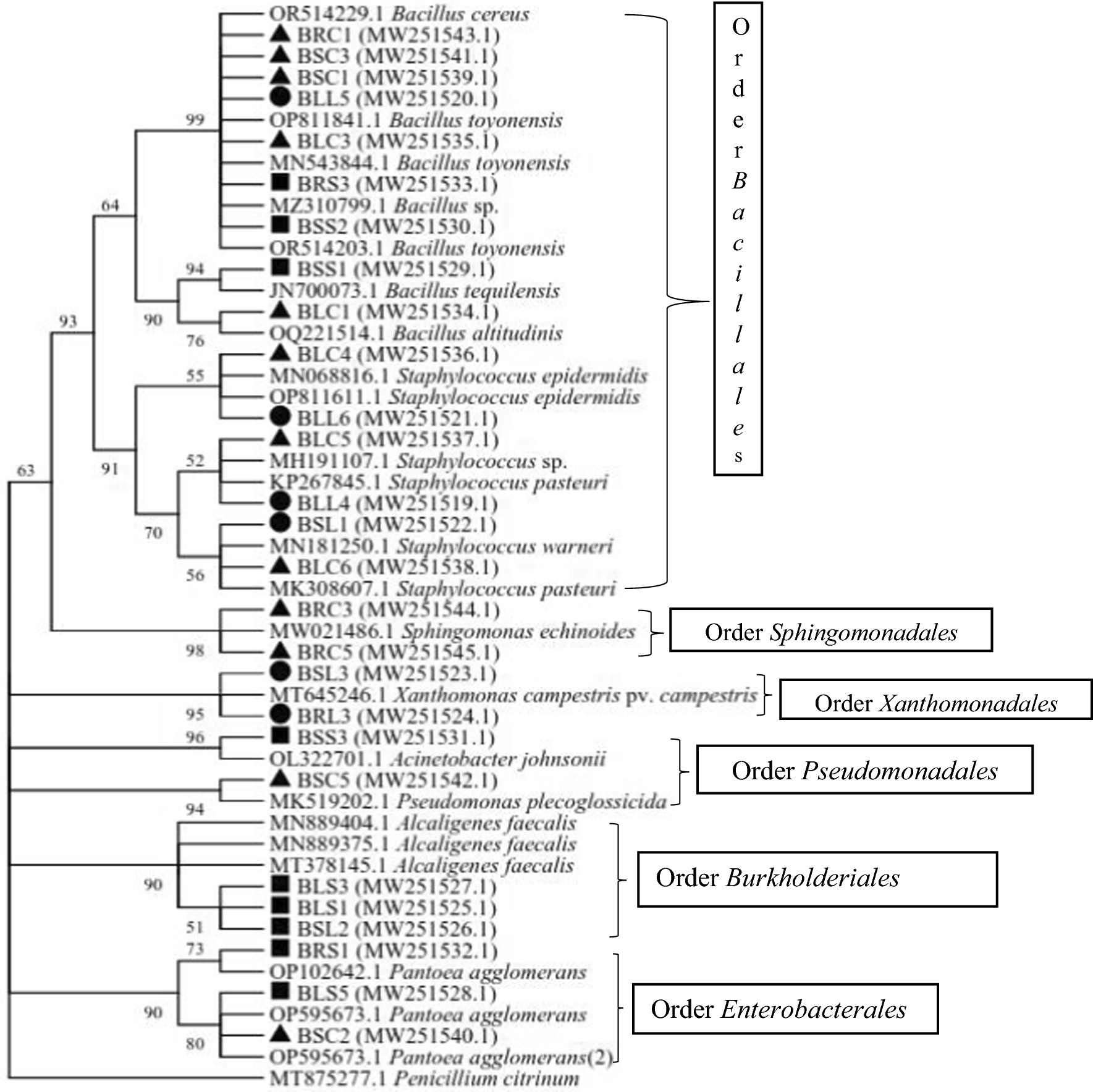 Diversity of endophytic bacteria isolated from leguminous agroforestry trees in western Kenya