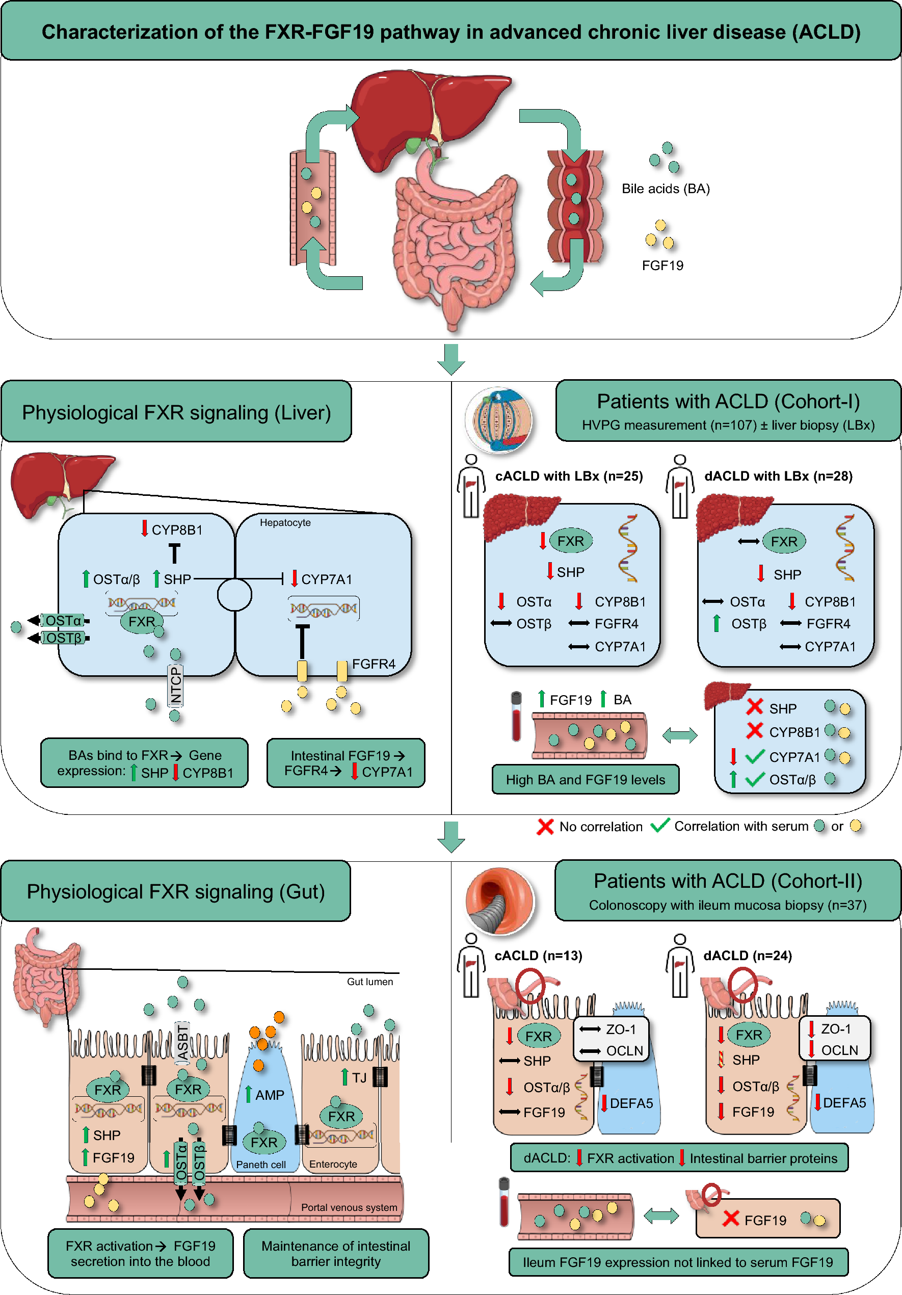 FXR-FGF19 signaling in the gut–liver axis is dysregulated in patients with cirrhosis and correlates with impaired intestinal defence