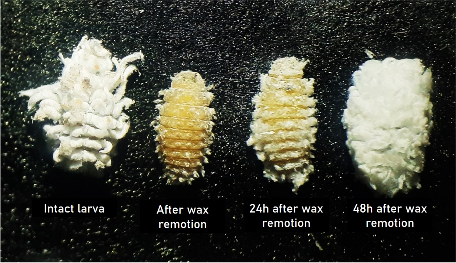 Larvae of Cryptolaemus montrouzieri (Coleoptera: Coccinellidae) Prioritize Secretion of Protective Wax Over Daily Consumption and Growth