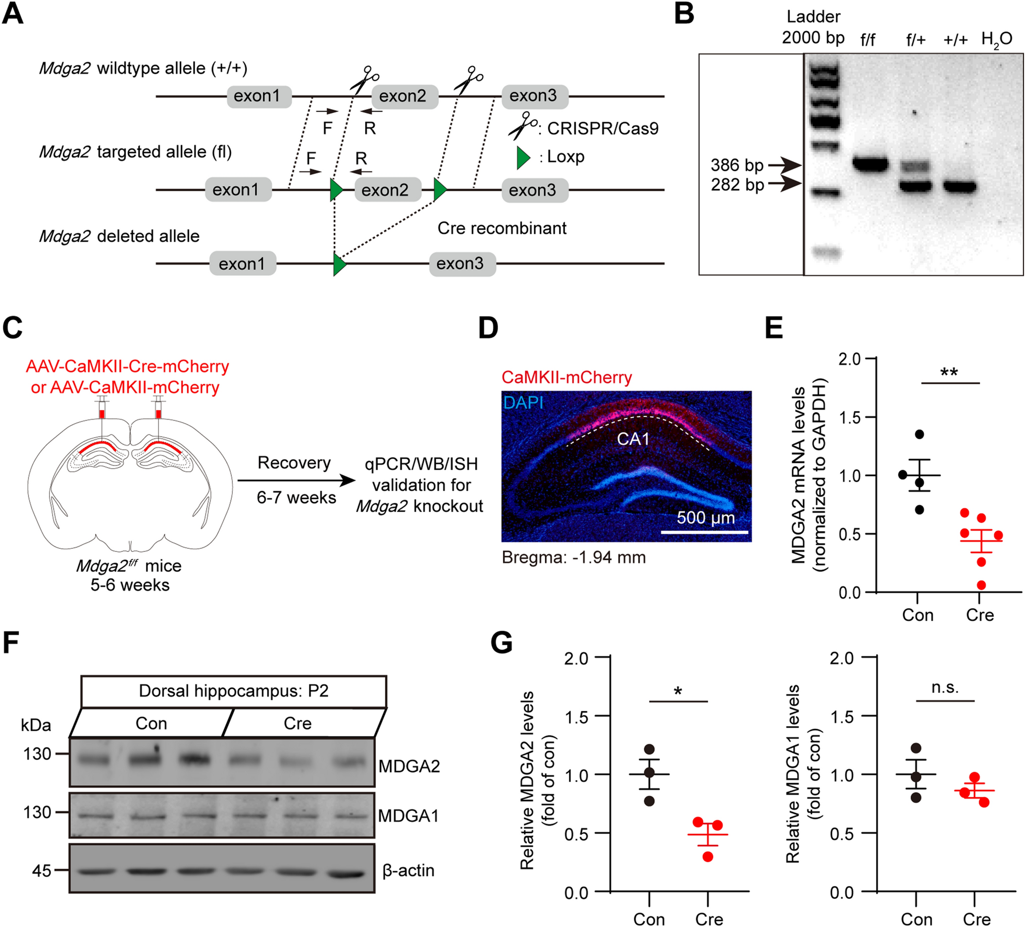 MDGA2 Constrains Glutamatergic Inputs Selectively onto CA1 Pyramidal Neurons to Optimize Neural Circuits for Plasticity, Memory, and Social Behavior
