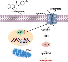 A Pt(II) complex bearing N-heterocycle ring induced ferroptotic cell death in ovarian cancer