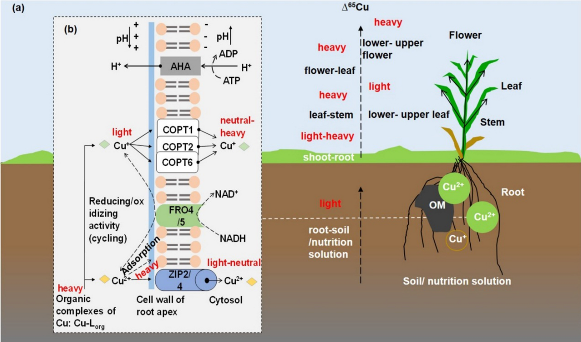 Biogeochemical cycle and isotope fractionation of copper in plant–soil systems: a review
