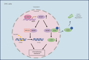 MGMT activated by Wnt pathway promotes cisplatin tolerance through inducing slow-cycling cells and nonhomologous end joining in colorectal cancer