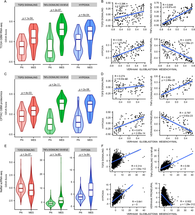 Divergent transcriptomic signatures from putative mesenchymal stimuli in glioblastoma cells